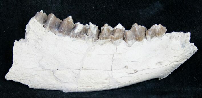 Oreodont (Merycoidodon culbertsoni) Jaw Section #8851